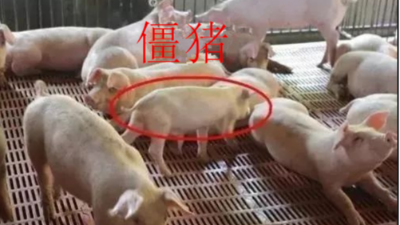 怎么讓僵豬脫韁，趕上正常豬的生長-上海邦森