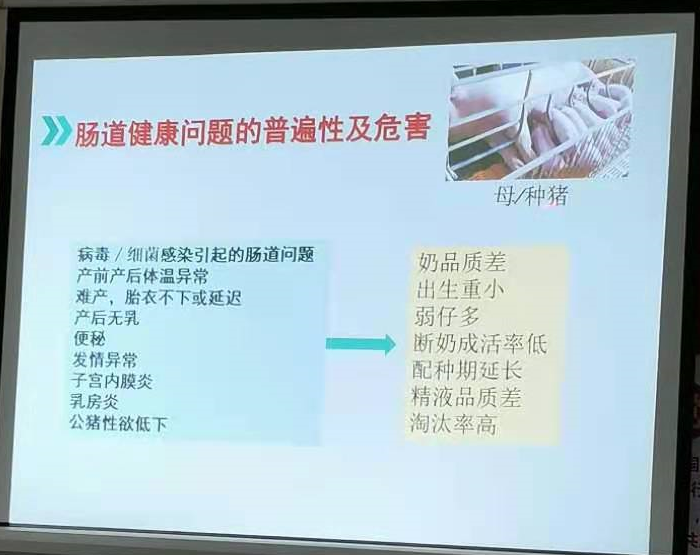 腸道健康影響的危害